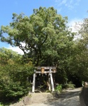 八尾玉祖神社 (9).jpg