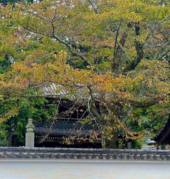 ファイル:南禅寺僧堂 (6).JPG