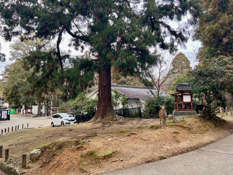 ファイル:東大寺・白山神社002.jpg