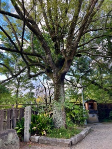 青蓮院植髪堂 - SHINDEN